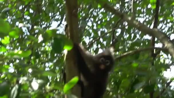 Hermoso Mono Hojas Oscuras Sentado Saltando Sobre Árbol Vida Silvestre — Vídeos de Stock