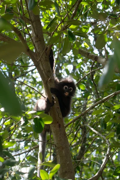 Hermoso Mono Hojas Oscuras Sentado Saltando Sobre Árbol Vida Silvestre — Foto de Stock