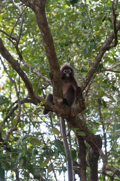 Hermoso Mono Hojas Oscuras Sentado Saltando Sobre Árbol Vida Silvestre — Foto de Stock