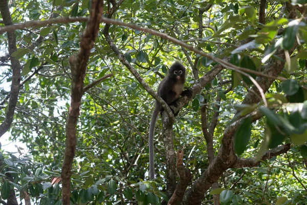 Beautiful Dusky Leaf Monkey Sitting Jumping Tree Wildlife Thailand Stock Image