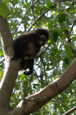 Güzel Dusky Leaf Monkey oturmuş, ağaca zıplıyor. Tayland 'da vahşi yaşam