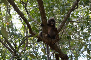 Güzel Dusky Leaf Monkey oturmuş, ağaca zıplıyor. Tayland 'da vahşi yaşam
