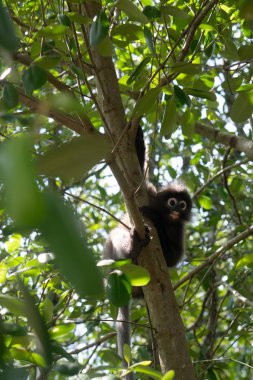Güzel Dusky Leaf Monkey oturmuş, ağaca zıplıyor. Tayland 'da vahşi yaşam