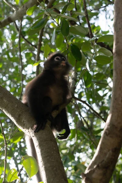Güzel Dusky Leaf Monkey Oturmuş Ağaca Zıplıyor Tayland Vahşi Yaşam — Stok fotoğraf