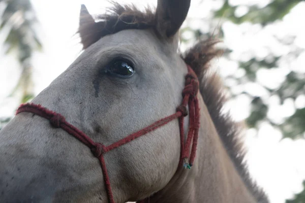 Closeup Krásného Bílého Koně Venku — Stock fotografie