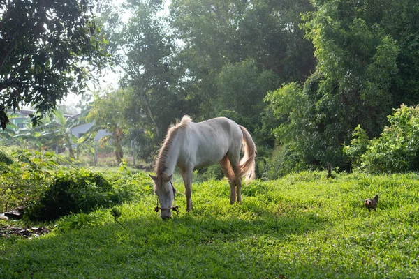 タイの小さな畑で食べる美しい白馬 — ストック写真