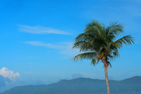 Vysoký Palmový Strom Nad Nádhernou Modrou Oblohou Horským Pozadím — Stock fotografie