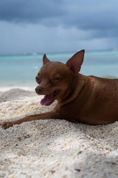 Feliz Pequeño Perro Jengibre Playa Arena Sobre Mar Azul Fondo —  Fotos de Stock