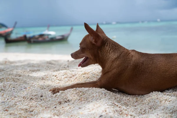 Feliz Pequeno Cão Gengibre Praia Areia Sobre Fundo Azul Mar — Fotografia de Stock