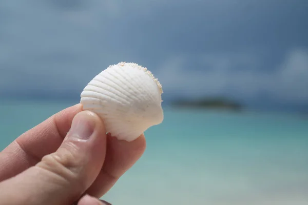 Closeup Male Hand Holding White Shell Blurred Sea Sky Background — Stock Photo, Image