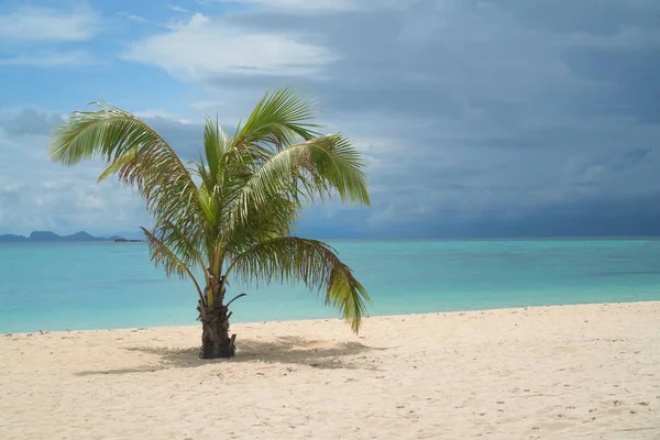 Smal Palmera Verde Hermosa Playa Sobre Laguna Agua Mar Con —  Fotos de Stock