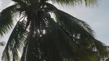 Sabah erken saatlerde güneş ışınları ile Hindistan cevizi palmiye ağacının alt görünümü