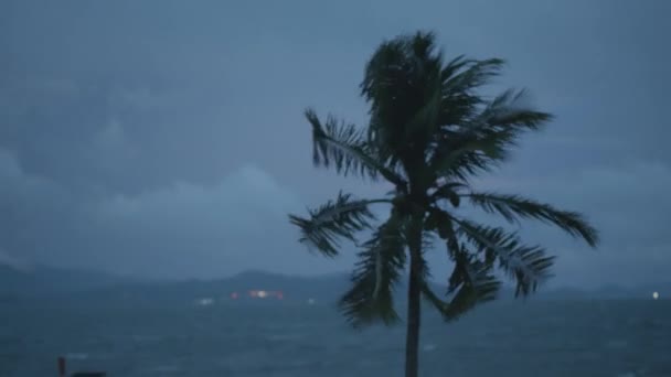 Kokospalme Wind Über Dunklem Bewölkten Himmel Und Meeresgrund Dramatische Filmaufnahmen — Stockvideo