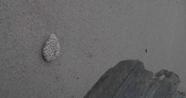 Vista Dall Alto Del Corallo Parte Del Legno Sulla Spiaggia — Video Stock