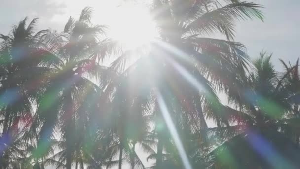 Bottom View Coconut Palm Trees Sun Rays Early Morning — Stock Video