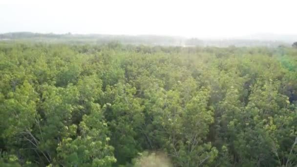 日落初日时热带橡胶森林的空中无人机视图 — 图库视频影像