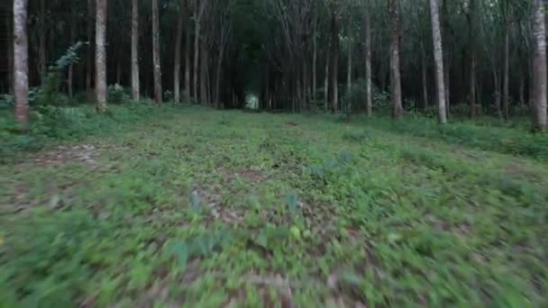 Vue Bas Forêt Tropicale Caoutchouc Coucher Soleil — Video