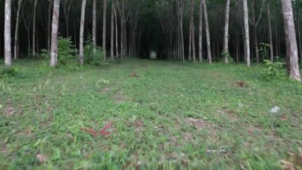 Κάτω Όψη Του Δάσους Τροπικών Ελαστικών Κατά Την Πρώιμη Δύση — Αρχείο Βίντεο