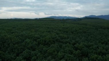 Erken bulutlu gün batımı sırasında tropikal kauçuk ormanın havadan drone görünümü