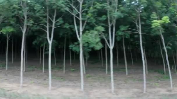 Вид Повітряний Дрон Тропічних Гумових Лісів Під Час Раннього Похмурого — стокове відео
