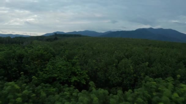 Luftaufnahme Des Tropischen Gummiwaldes Während Des Frühen Bewölkten Sonnenuntergangs — Stockvideo