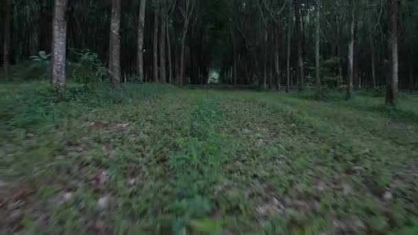 Vista Inferior Del Bosque Caucho Tropical Atardecer — Vídeo de stock
