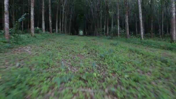 Vista Inferior Del Bosque Caucho Tropical Atardecer — Vídeos de Stock