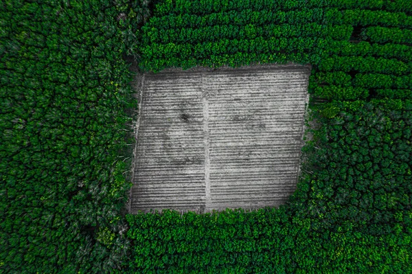 Deforestation Top Aerial View Tropical Forest Background Copy Space — Stock Photo, Image