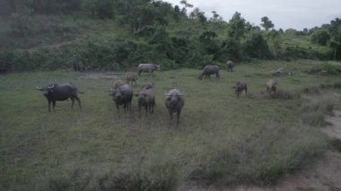 Tayland'da nehir kenarında manda sürüsünün havadan drone görünümü