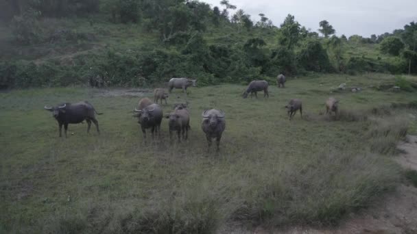 Aerial Drone Över Buffalo Herd Vid Riverside Thailand — Stockvideo