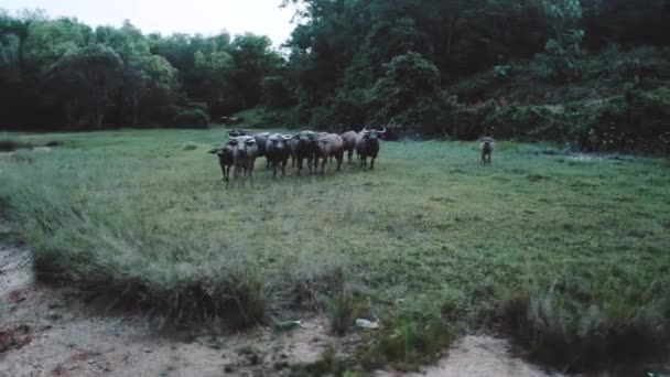 Aerial Drone Över Buffalo Herd Vid Riverside Thailand — Stockvideo