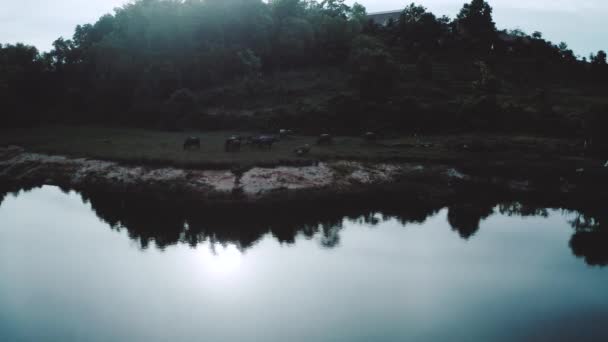 Εναέρια Προβολή Του Κοπαδιού Μπάφαλο Στο Ποτάμι Στην Ταϊλάνδη — Αρχείο Βίντεο