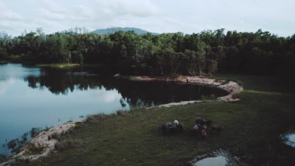 Vista Aérea Del Rebaño Búfalos Orillas Del Río Tailandia — Vídeo de stock