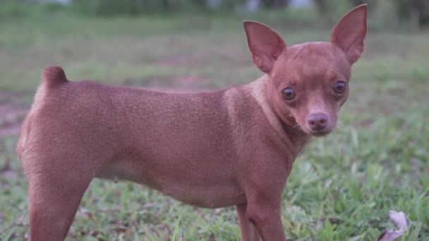 Pequeno Cão Gengibre Adorável Miniatura Pinscher Livre — Vídeo de Stock