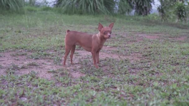 Küçük Sevimli Zencefil Köpek Minyatür Pinscher Açık Havada — Stok video