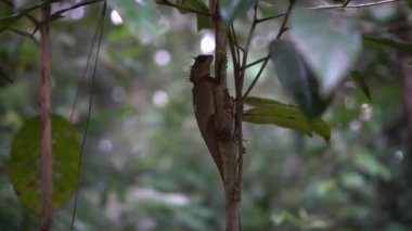 Ağaç dalı üzerinde Oriental Garden Lizard Closeup