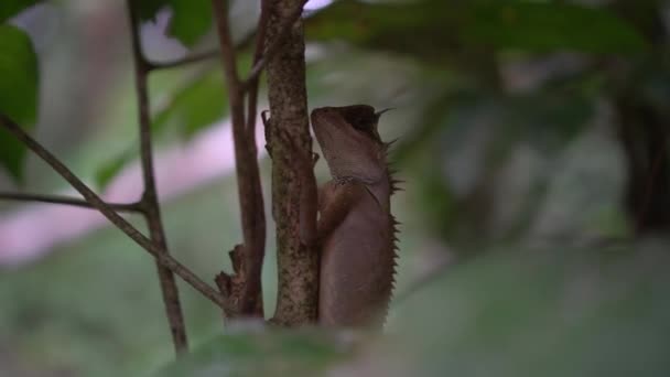 Närbild Oriental Garden Lizard Trädgrenen — Stockvideo