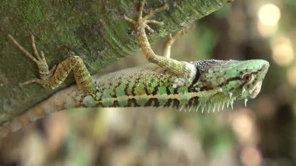 Closeup Beautiful Crested Lizard Tree Branch — Stock Video
