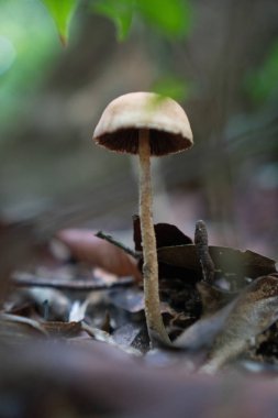 Bulanık yapraklar arka plan üzerinde ormanda küçük mantar Closeup