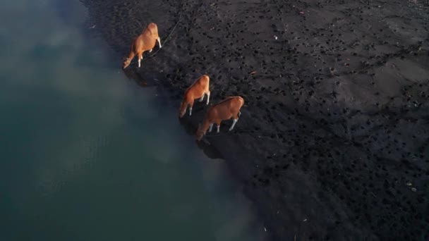 Veduta Aerea Drone Mucche Pascolare Acqua Potabile Sulla Spiaggia Nera — Video Stock