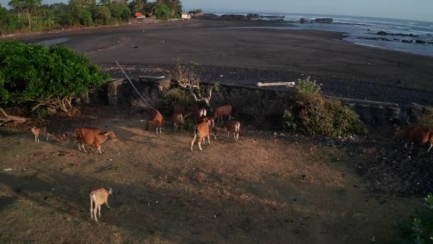 インドネシア バリ島の黒いビーチと海の背景に放牧する牛の空中ドローンビュー — ストック動画