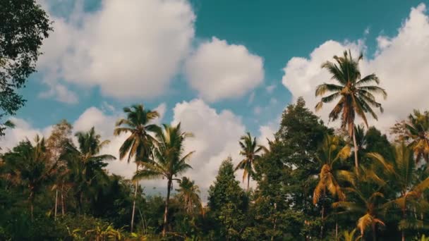 Bela Vista Com Palmeiras Tropicais Céu Nublado Verão Com Pássaros — Vídeo de Stock