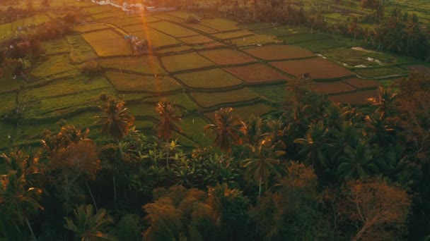 Légi Drone Kilátás Gyönyörű Rizsföldek Alatt Napsütéses Nyári Napon Bali — Stock videók