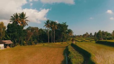 Bali 'deki güzel pirinç tarlalarının hava aracı görüntüsü yaz gökyüzü arka planı, Endonezya
