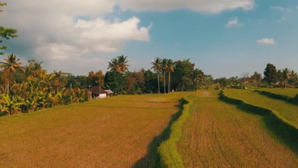 印度尼西亚巴厘岛美丽稻田的空中无人驾驶飞机俯瞰着夏日的天空 — 图库视频影像