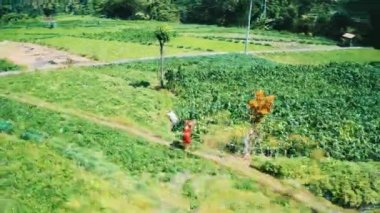 Bali güneşli yaz günü boyunca yeşil alanlar boyunca çalışan kırmızı elbiseli kadın havadan drone görünümü; Endonezya