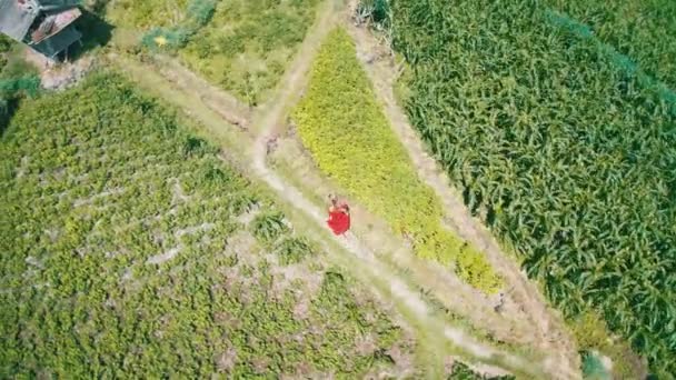Vue aérienne de drone de femme en robe rouge marchant le long des champs verts pendant une journée ensoleillée d'été à Bali, Indonésie 