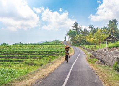 Endonezyalı yaşlı kadının geri görünümü kafasına hindistan cevizi sepeti taşıyan, yalınayak güzel tropikal köyün yolunda yürürken