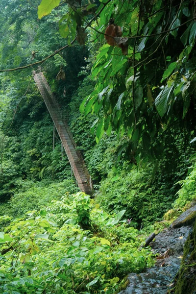 Красиві Зелені Тропічні Дощові Ліси Довгими Сходами Балі Індонезія — стокове фото