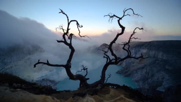 Árbol Muerto Volcán Ijen Con Lago Ácido Gas Azufre Que — Vídeos de Stock